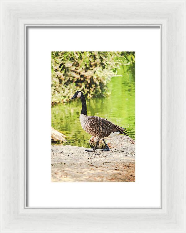 Canadian Goose by a Tranquil Pond - Framed Print
