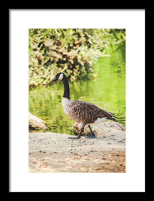 Canadian Goose by a Tranquil Pond - Framed Print