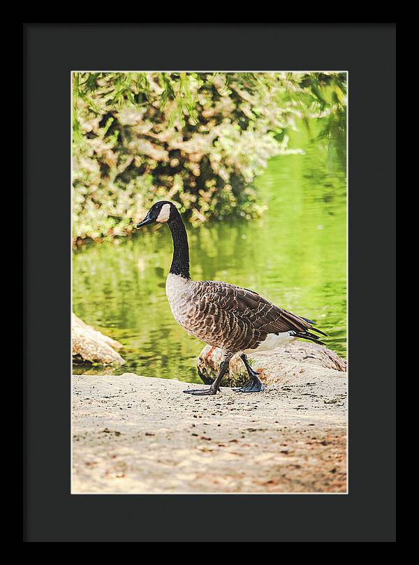 Canadian Goose by a Tranquil Pond - Framed Print