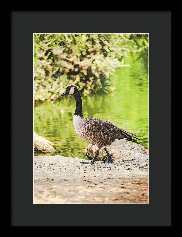 Canadian Goose by a Tranquil Pond - Framed Print