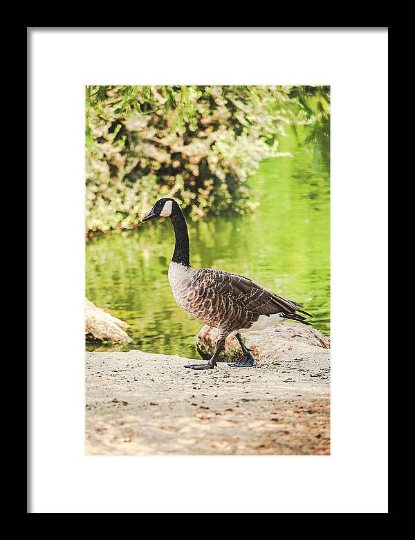Canadian Goose by a Tranquil Pond - Framed Print