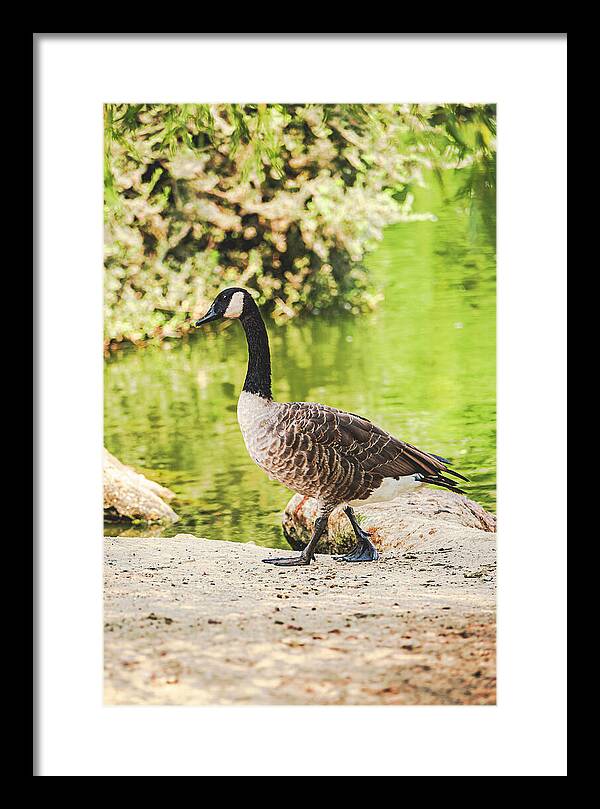 Canadian Goose by a Tranquil Pond - Framed Print
