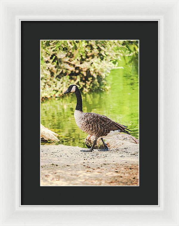 Canadian Goose by a Tranquil Pond - Framed Print