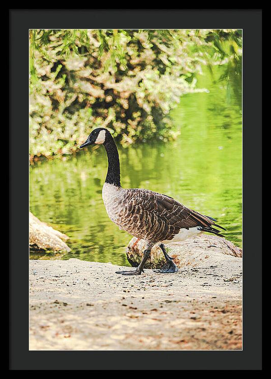 Canadian Goose by a Tranquil Pond - Framed Print