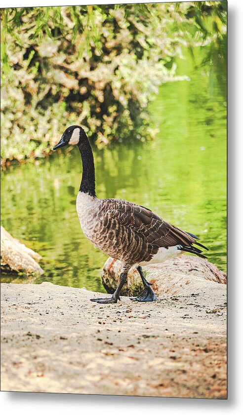 Canadian Goose by a Tranquil Pond - Metal Print
