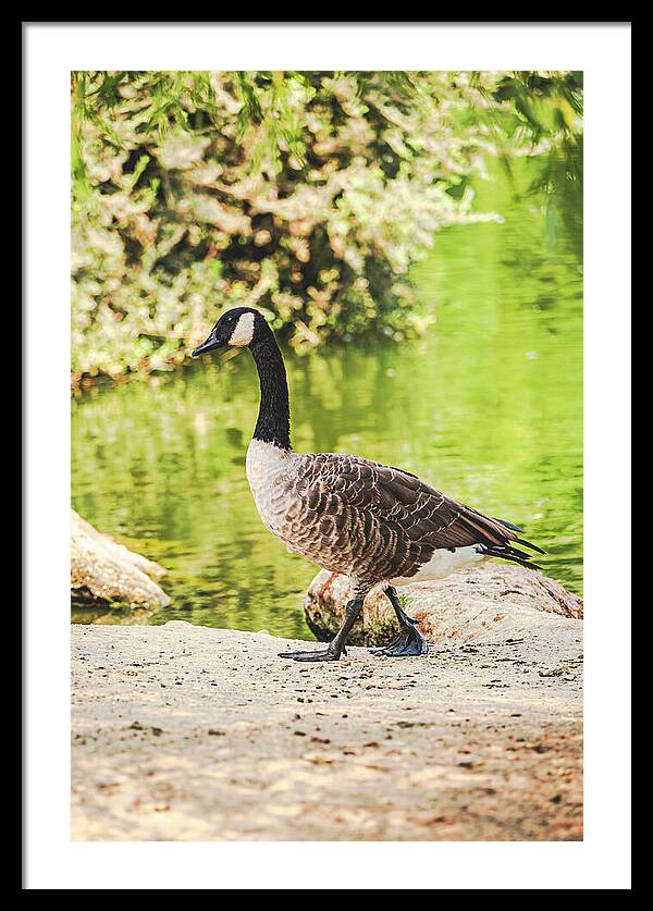 Canadian Goose by a Tranquil Pond - Framed Print
