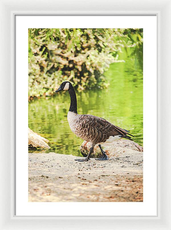Canadian Goose by a Tranquil Pond - Framed Print