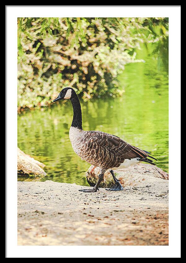 Canadian Goose by a Tranquil Pond - Framed Print