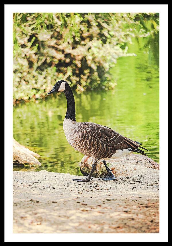 Canadian Goose by a Tranquil Pond - Framed Print
