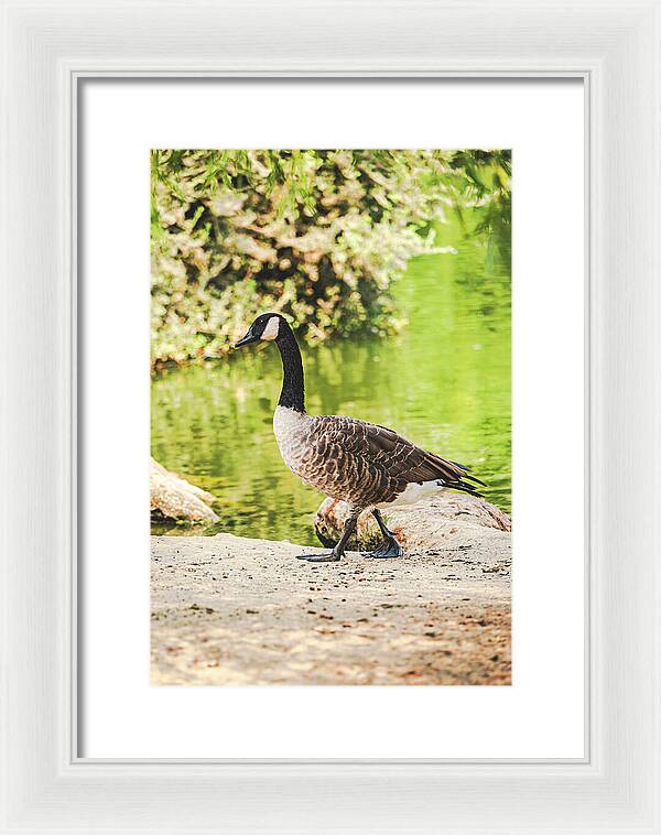 Canadian Goose by a Tranquil Pond - Framed Print