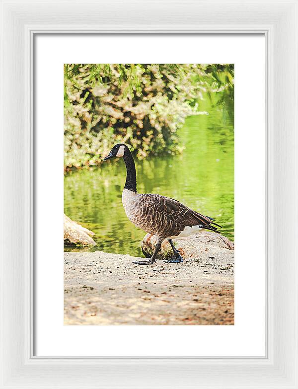 Canadian Goose by a Tranquil Pond - Framed Print