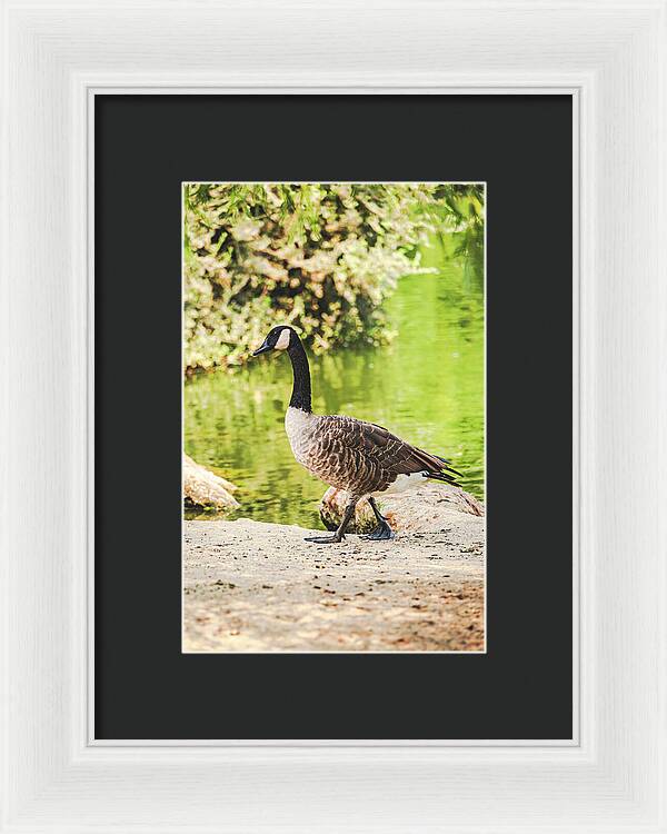 Canadian Goose by a Tranquil Pond - Framed Print