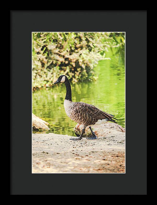 Canadian Goose by a Tranquil Pond - Framed Print