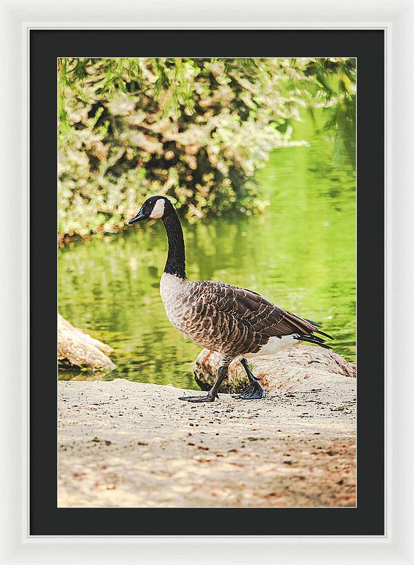 Canadian Goose by a Tranquil Pond - Framed Print