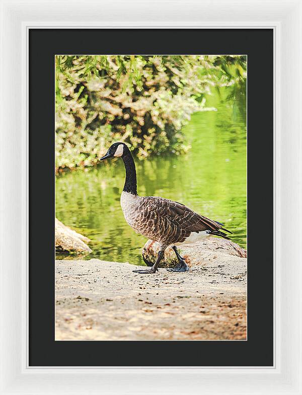 Canadian Goose by a Tranquil Pond - Framed Print