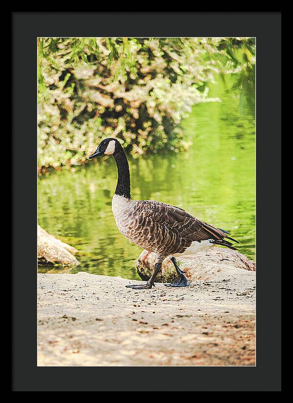 Canadian Goose by a Tranquil Pond - Framed Print