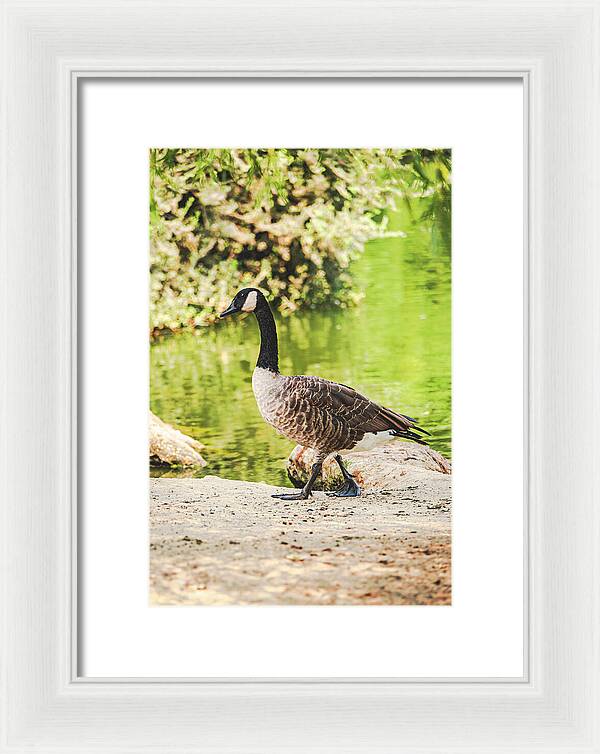 Canadian Goose by a Tranquil Pond - Framed Print