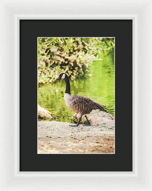 Canadian Goose by a Tranquil Pond - Framed Print