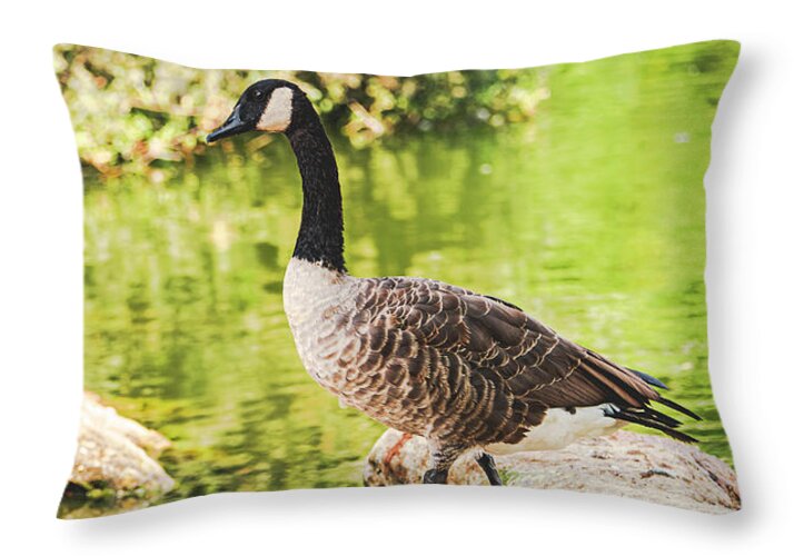 Canadian Goose by a Tranquil Pond - Throw Pillow