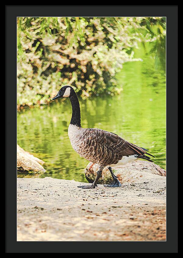 Canadian Goose by a Tranquil Pond - Framed Print