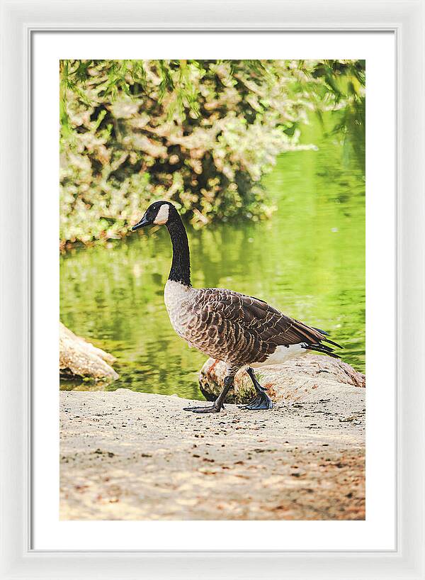 Canadian Goose by a Tranquil Pond - Framed Print