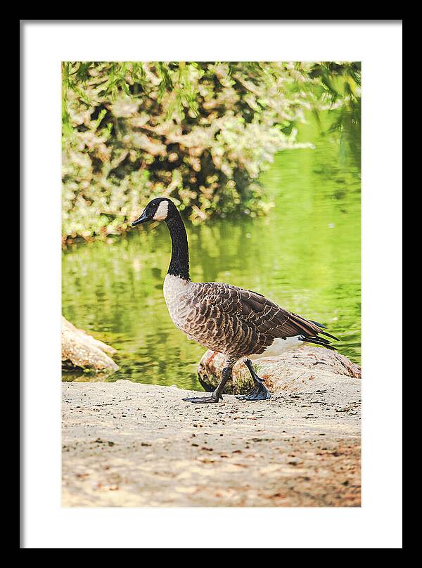 Canadian Goose by a Tranquil Pond - Framed Print