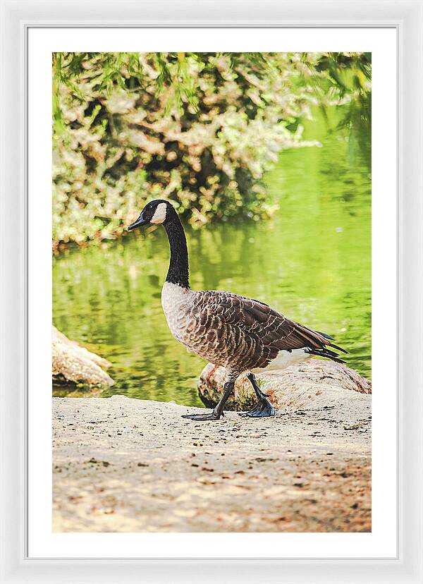 Canadian Goose by a Tranquil Pond - Framed Print