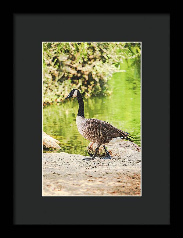 Canadian Goose by a Tranquil Pond - Framed Print