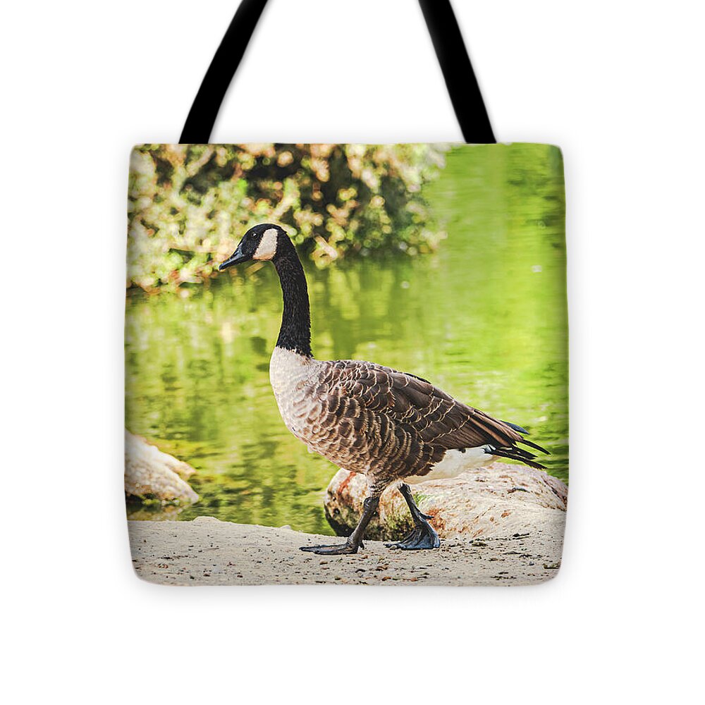 Canadian Goose by a Tranquil Pond - Tote Bag