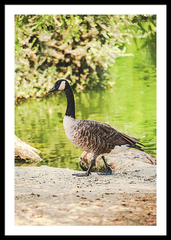 Canadian Goose by a Tranquil Pond - Framed Print