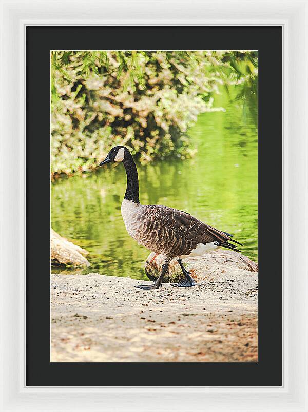 Canadian Goose by a Tranquil Pond - Framed Print