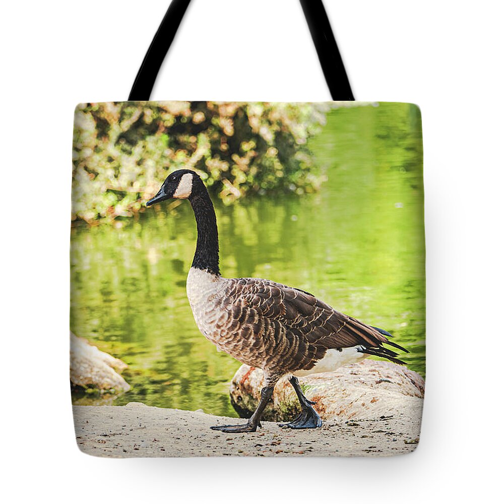 Canadian Goose by a Tranquil Pond - Tote Bag