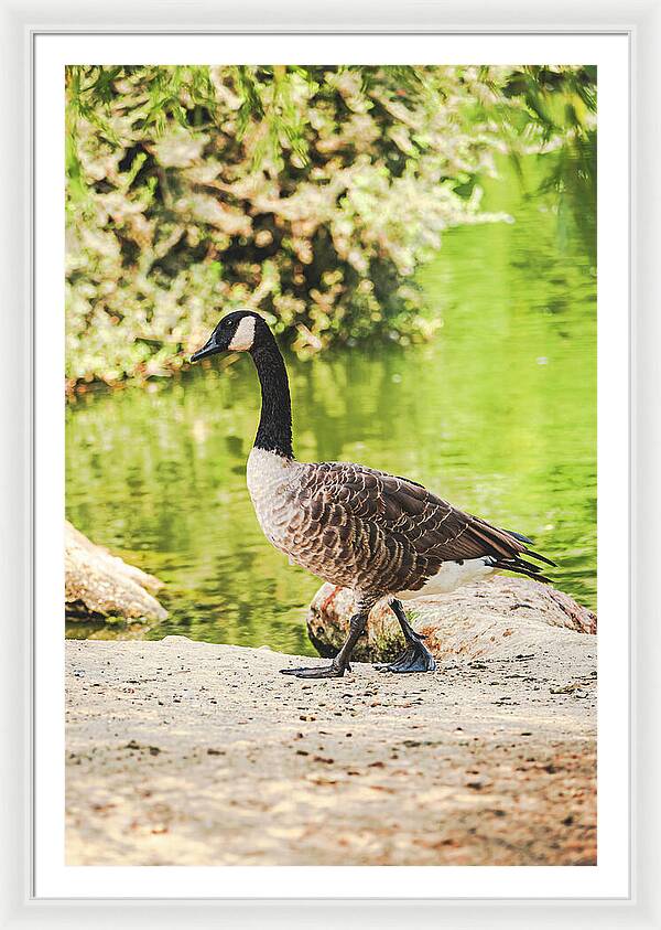 Canadian Goose by a Tranquil Pond - Framed Print