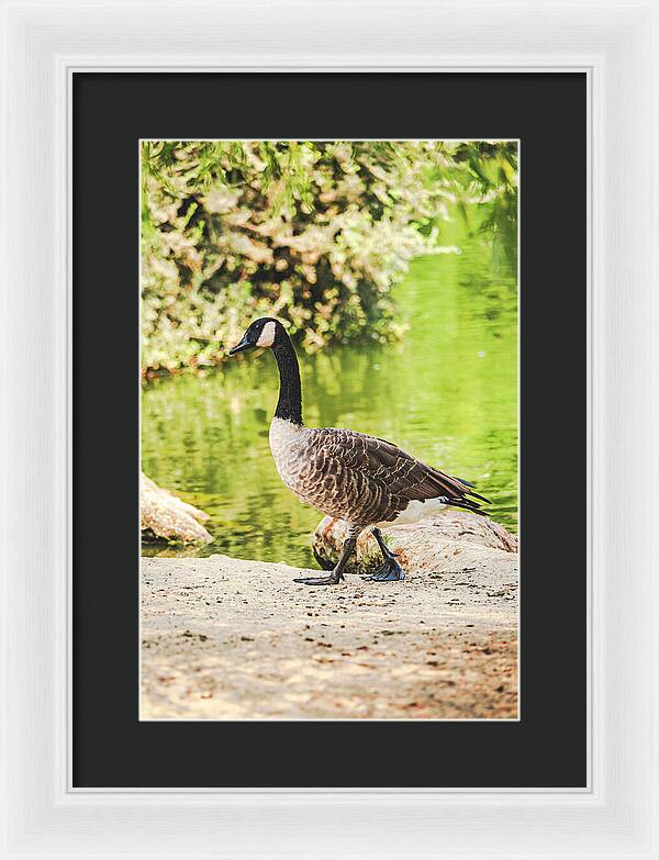 Canadian Goose by a Tranquil Pond - Framed Print