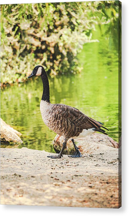 Canadian Goose by a Tranquil Pond - Acrylic Print