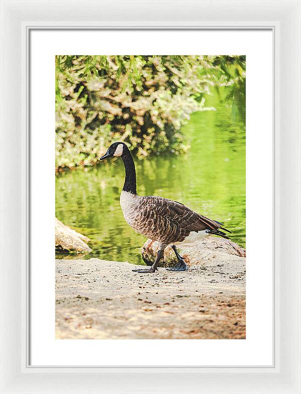 Canadian Goose by a Tranquil Pond - Framed Print