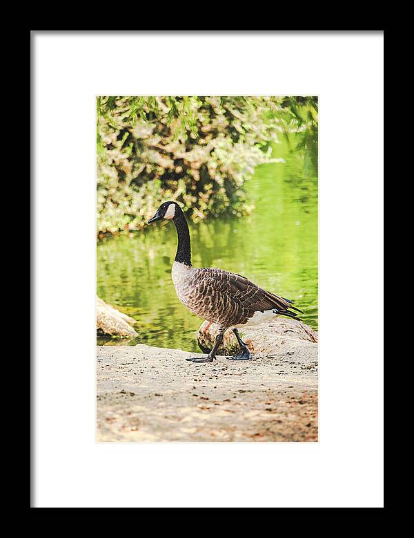 Canadian Goose by a Tranquil Pond - Framed Print
