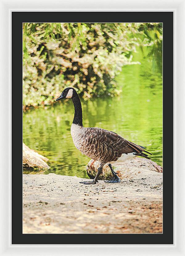 Canadian Goose by a Tranquil Pond - Framed Print