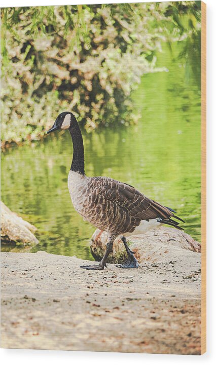 Canadian Goose by a Tranquil Pond - Wood Print