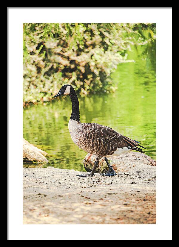 Canadian Goose by a Tranquil Pond - Framed Print