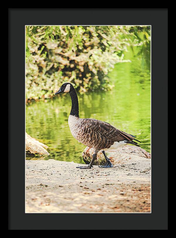 Canadian Goose by a Tranquil Pond - Framed Print