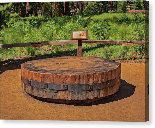 Chopped up Slice of a Giant Sequoia Display - Canvas Print