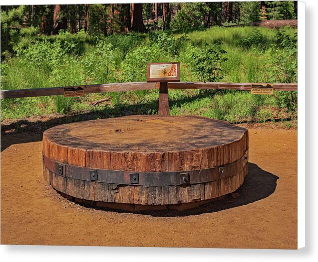 Chopped up Slice of a Giant Sequoia Display - Canvas Print