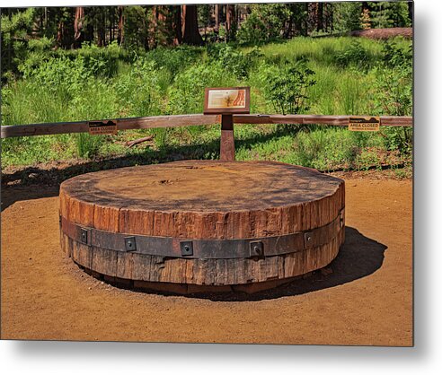 Chopped up Slice of a Giant Sequoia Display - Metal Print