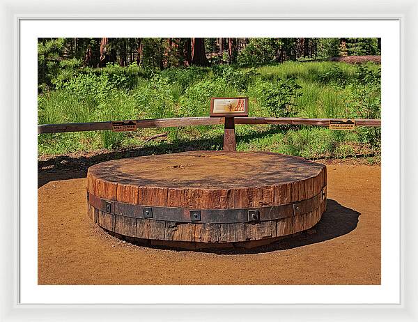 Chopped up Slice of a Giant Sequoia Display - Framed Print