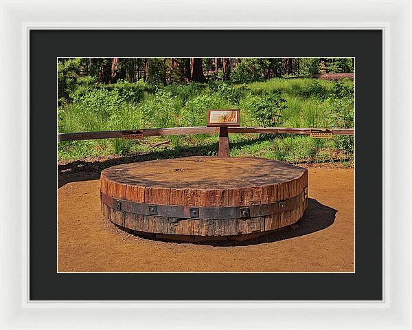 Chopped up Slice of a Giant Sequoia Display - Framed Print