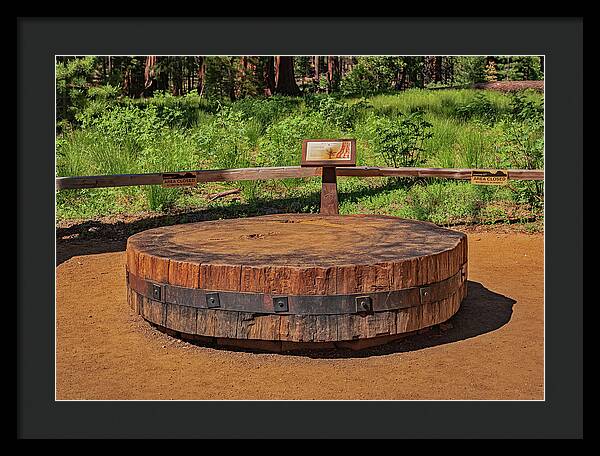 Chopped up Slice of a Giant Sequoia Display - Framed Print