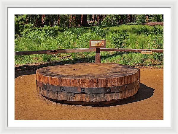 Chopped up Slice of a Giant Sequoia Display - Framed Print