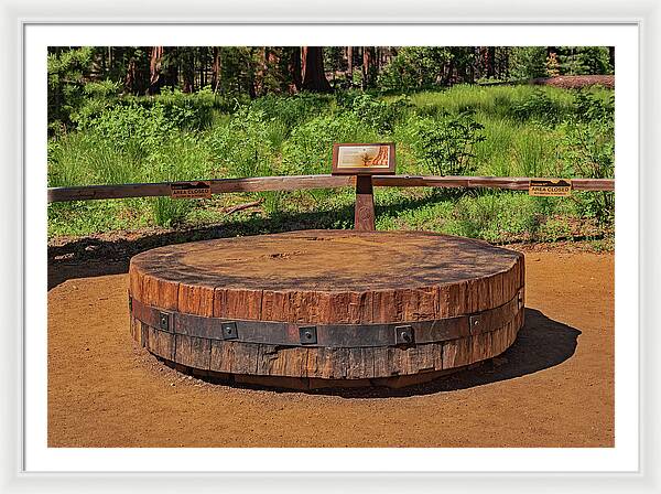 Chopped up Slice of a Giant Sequoia Display - Framed Print