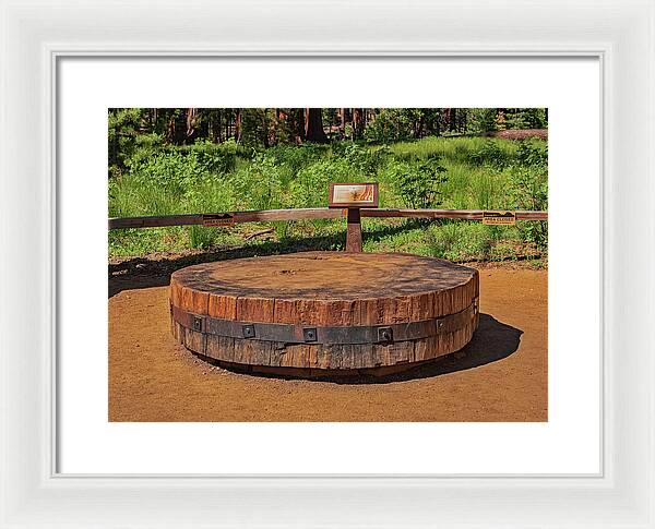 Chopped up Slice of a Giant Sequoia Display - Framed Print